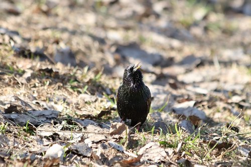 living nature  bird  animals