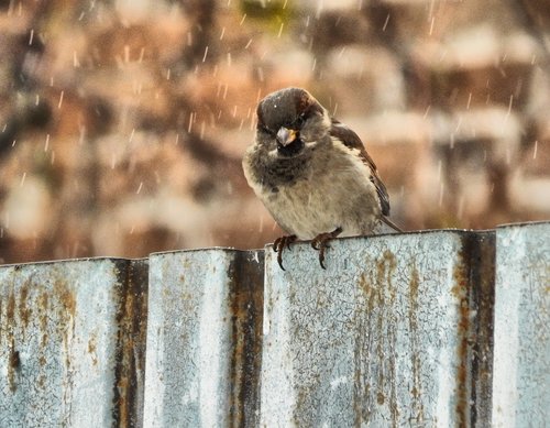 living nature  bird  animals