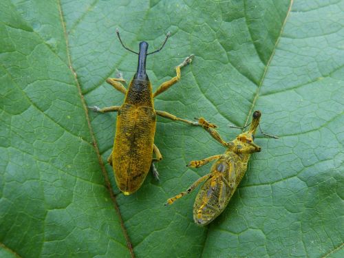 lixus angustatus lixus beetle mallows