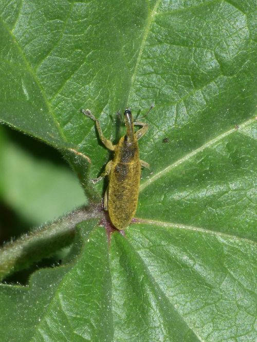lixus angustatus lixus beetle mallows