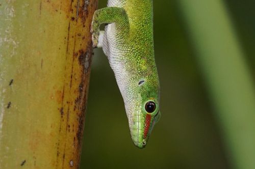 lizard scale madagascar day gecko