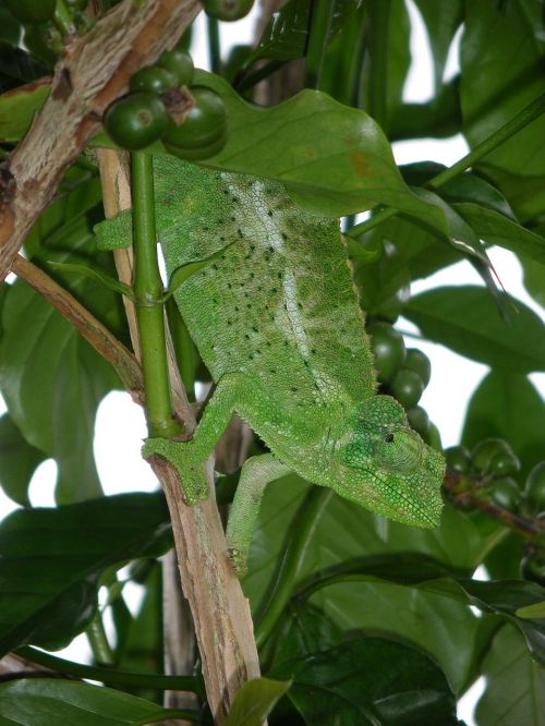 lizard hawaii reptile