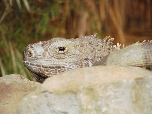 lizard animal gecko