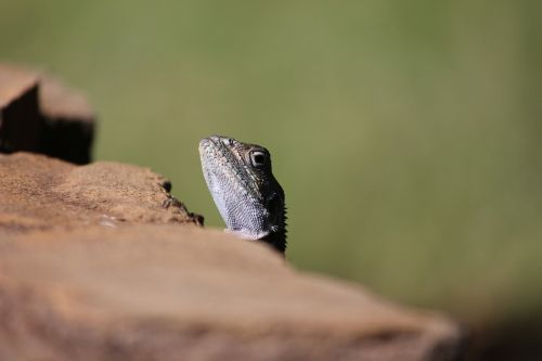 lizard reptile tsavo