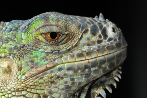the lizard iguana gad
