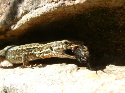 lizard cricket reptile