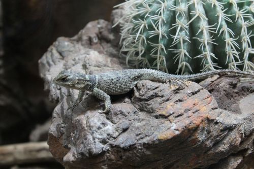 lizard cactus nature