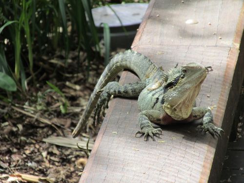 lizard relax forest