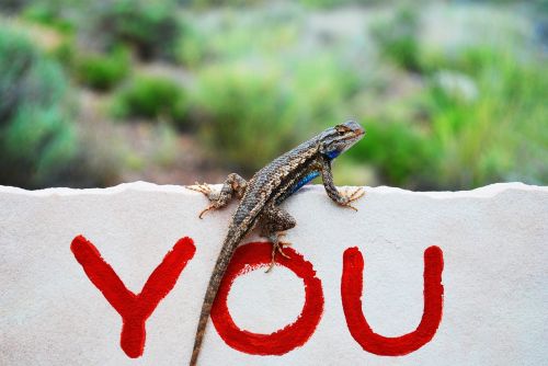 lizard reptile graffiti