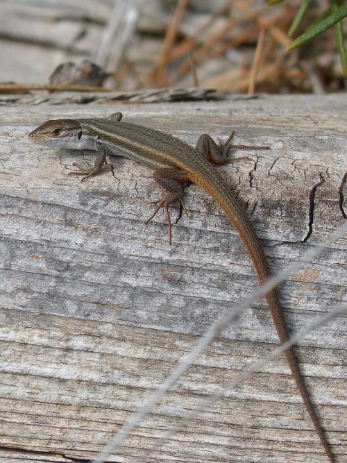 lizard sargantana trunk