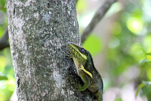 lizard reptile wildlife