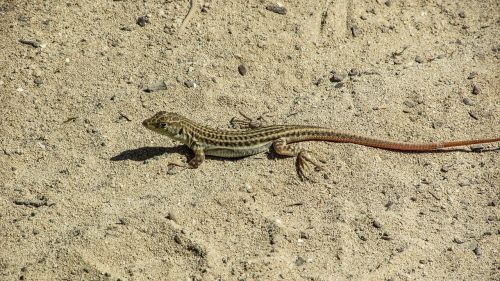lizard acanthodactylus schreiberi reptile