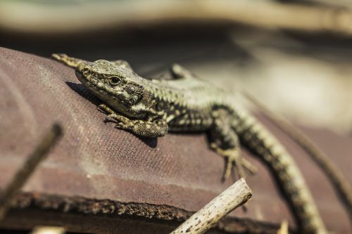 lizard sunbathing reptile
