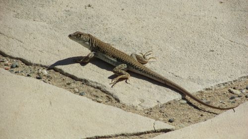 lizard acanthodactylus schreiberi reptile