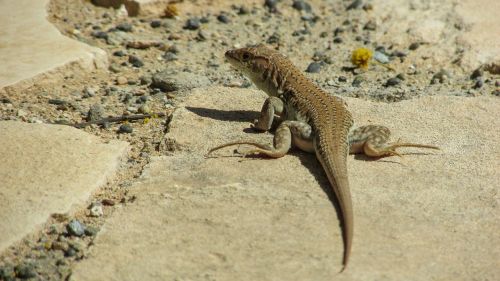 lizard acanthodactylus schreiberi reptile