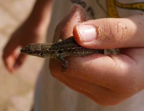 lizard hand reptile