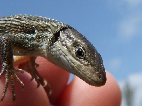 lizard detail scales