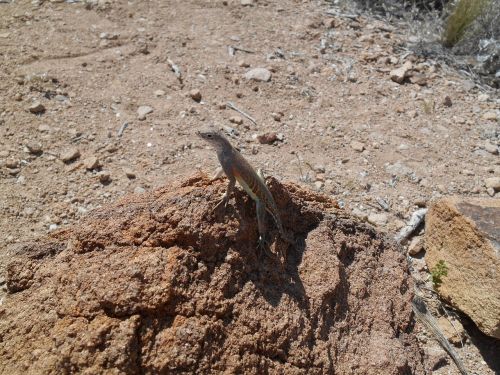 lizard desert fauna