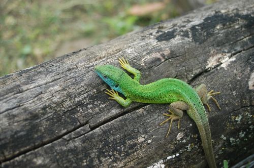 lizard green nature