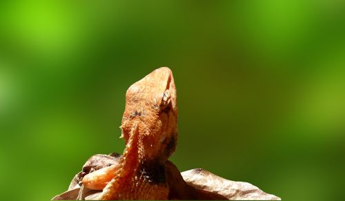 lizard reptile insect eater