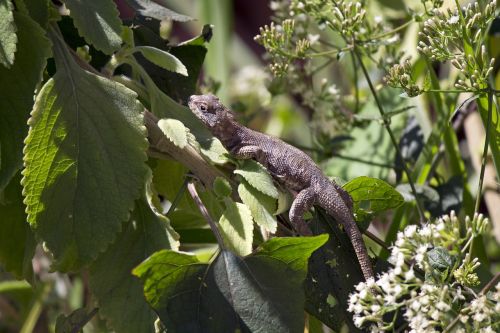 lizard leaves nature