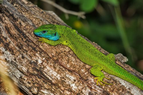 lizard green lizard reptile