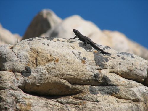 lizard reptile south africa