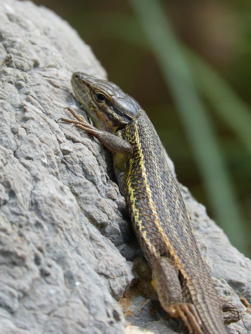 lizard sargantana scales