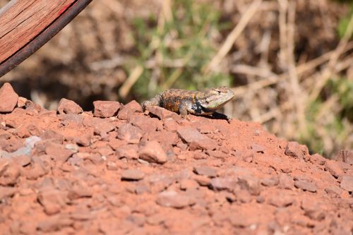 lizard utah desert nature