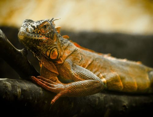 lizard zoo iguana