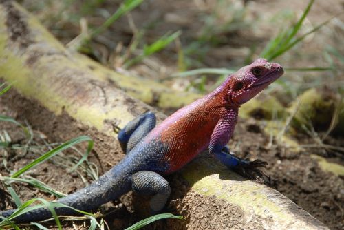 lizard color reptile