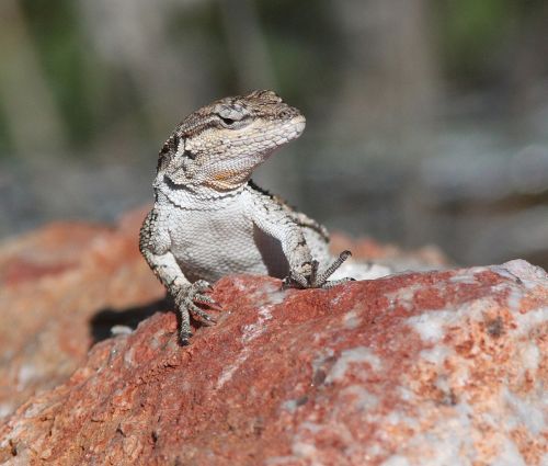 lizard head macro