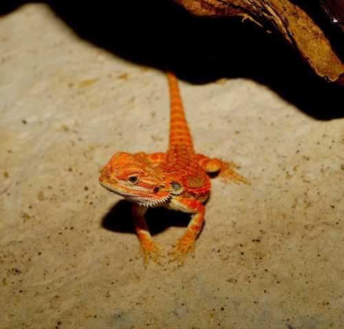 lizard bearded dragon orange