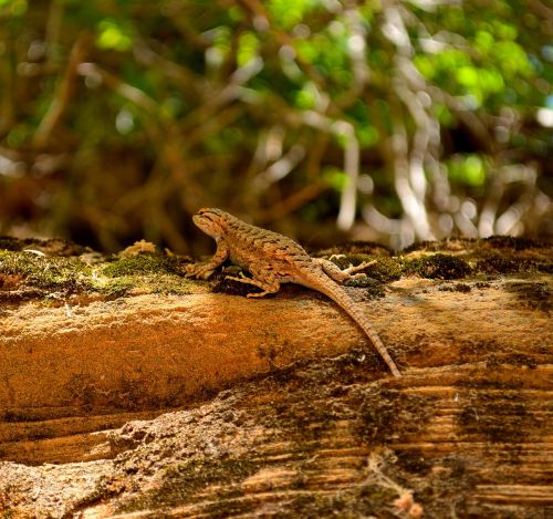 lizard utah zion