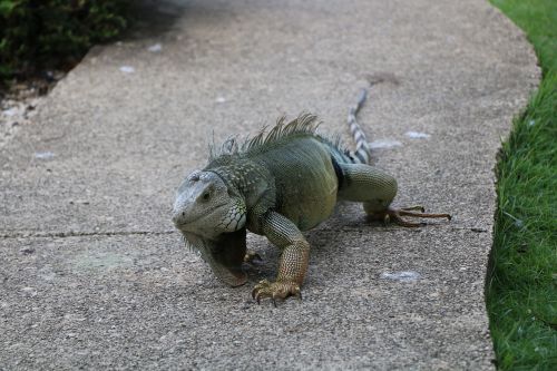 iguana lizard reptile
