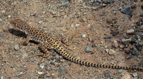 lizard long nose leopard reptile