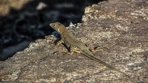 lizard reptile nature