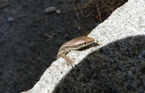 lizard small reptile