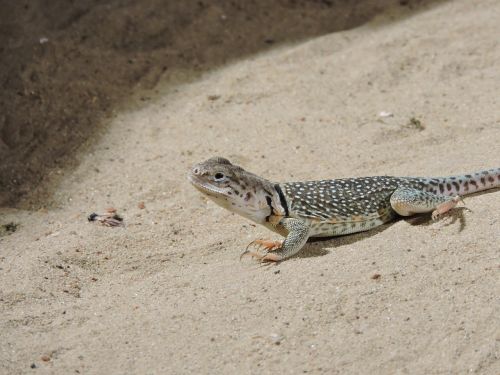 lizard zoo animal