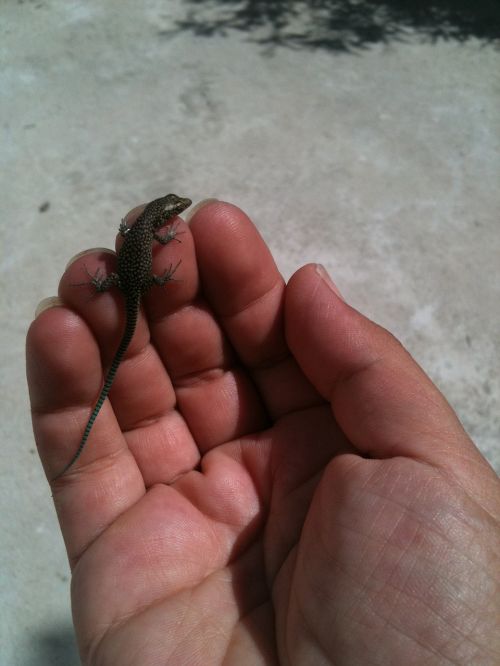 lizard hand reptile