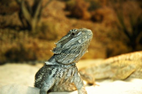 lizard pet dragon