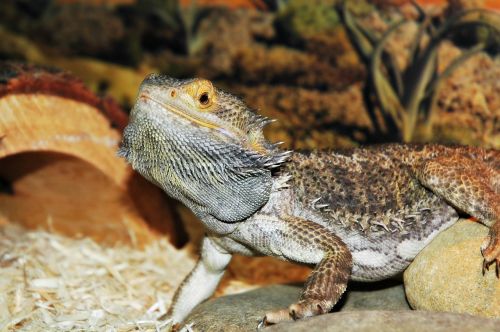 lizard pet dragon