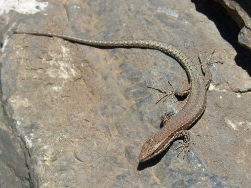 lizard rock pyrenee catalunya