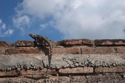 lizard brick sky