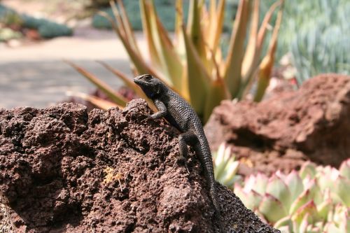 lizard desert reptile