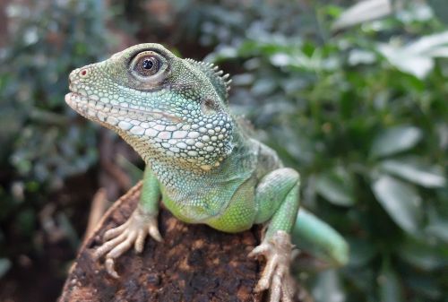 lizard eye animal