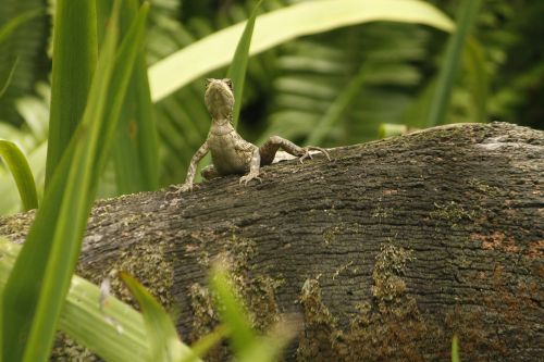 lizard nature reptile