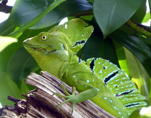 lizard basil green