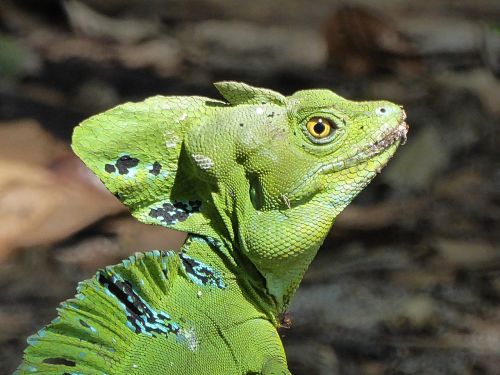 lizard basil reptile