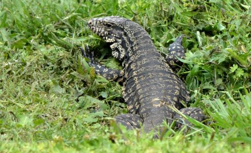 lizard animal nature